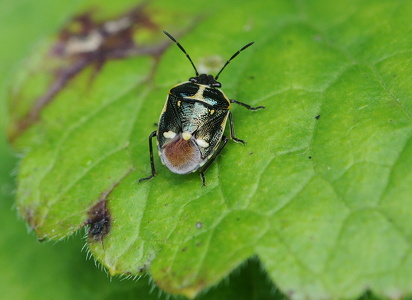 Almindelig kåltæge (Eurydema oleracea)