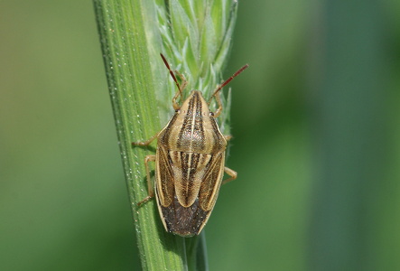 Almindelig bispetæge (Aelia acuminata)