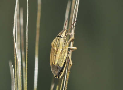 Almindelig bispetæge (Aelia acuminata)
