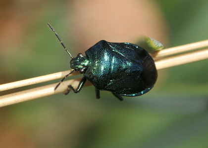 Blå Bredtæge (Zicrona caerulea)