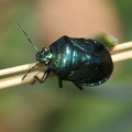 Blå Bredtæge (Zicrona caerulea)