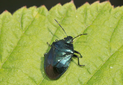 Blå Bredtæge (Zicrona caerulea)