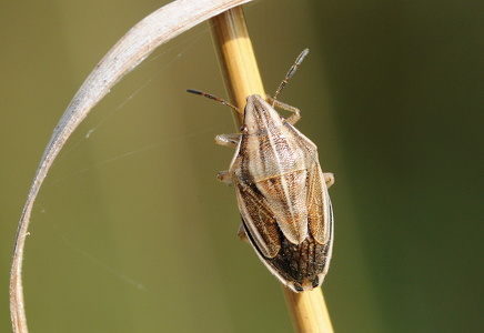 Almindelig bispetæge (Aelia acuminata)