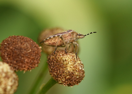 Almindelig bærtæge (Dolycoris baccarum)