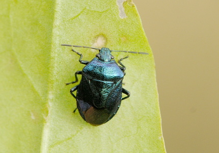 Blå Bredtæge (Zicrona caerulea)