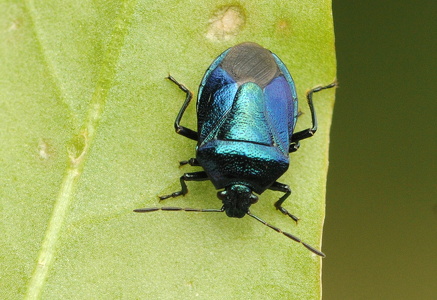 Blå Bredtæge (Zicrona caerulea)