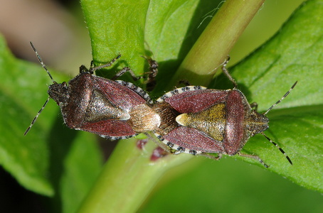 Almindelig bærtæge (Dolycoris baccarum)