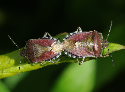 Almindelig bærtæge (Dolycoris baccarum)