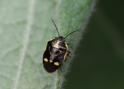 Almindelig kåltæge (Eurydema oleracea)