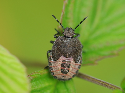 Almindelig bærtæge (Dolycoris baccarum)