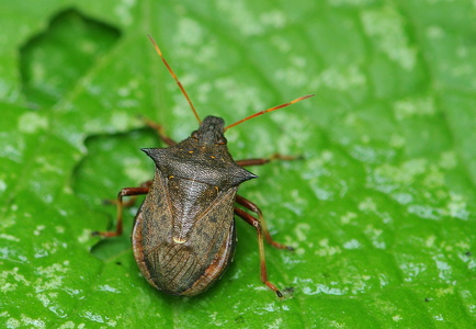 Torntæge (Picromerus bidens)
