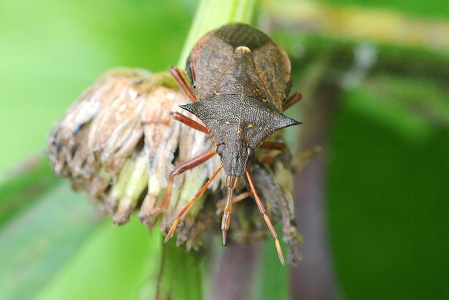Torntæge (Picromerus bidens)