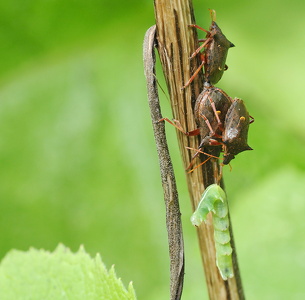 Torntæge (Picromerus bidens)
