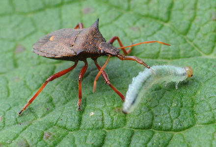 Torntæge (Picromerus bidens)