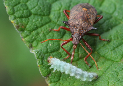 Torntæge (Picromerus bidens)