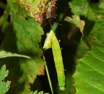Torntæge (Picromerus bidens)