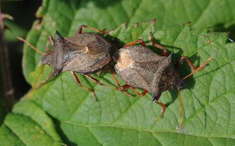 Torntæge (Picromerus bidens)