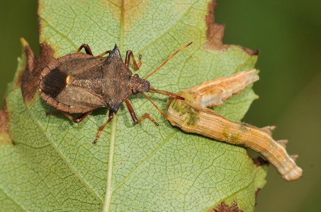 Torntæge nymfe (Picromerus bidens)