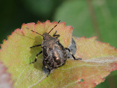 Torntæge nymfe (Picromerus bidens)