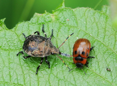 Torntæge, nymfe (Picromerus bidens)