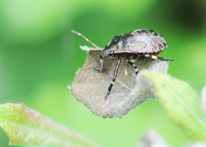 Torntæge (Picromerus bidens)