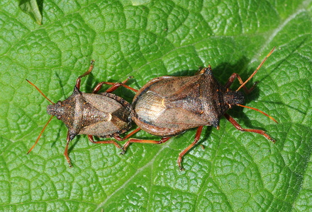 Torntæge (Picromerus bidens)