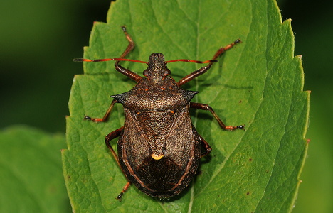 Torntæge (Picromerus bidens)