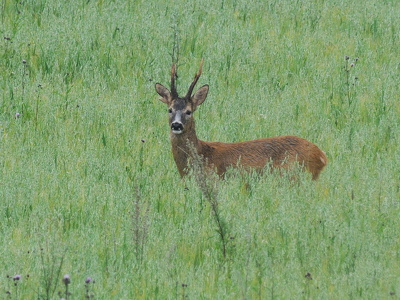 Rådyr (Capreolus capreolus)
