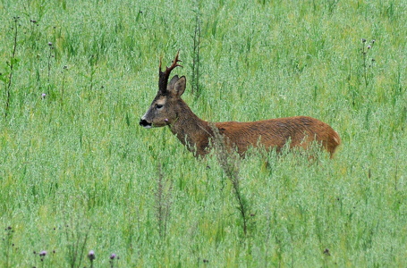 Rådyr (Capreolus capreolus)