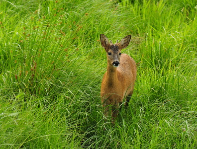 Rådyr (Capreolus capreolus)