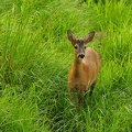 Rådyr (Capreolus capreolus)