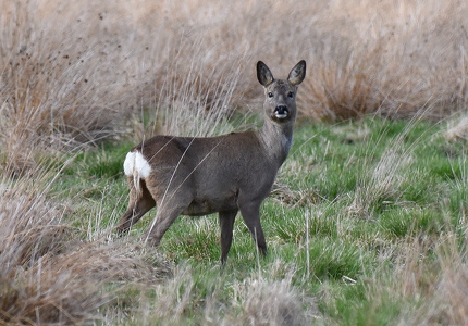 Rådyr (Capreolus capreolus)