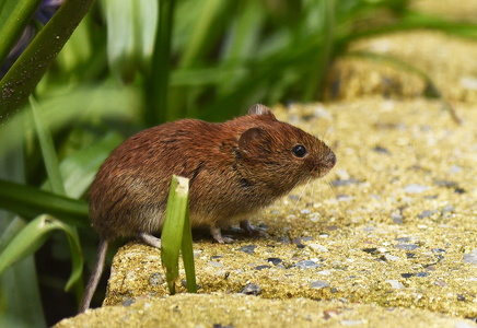 Rødmus (Clethrionomys glareolus)
