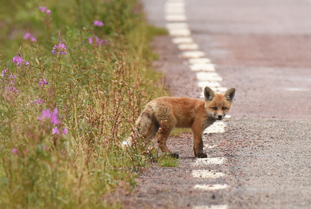 Rød ræv (Vulpes vulpes)