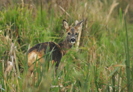 Rådyr (Capreolus capreolus)