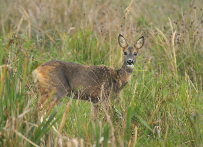 Rådyr (Capreolus capreolus)