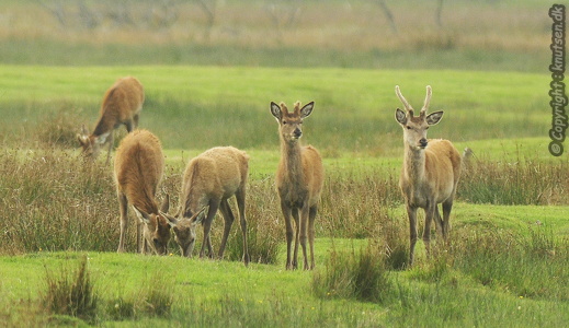 Krondyr (Cervus elaphus)