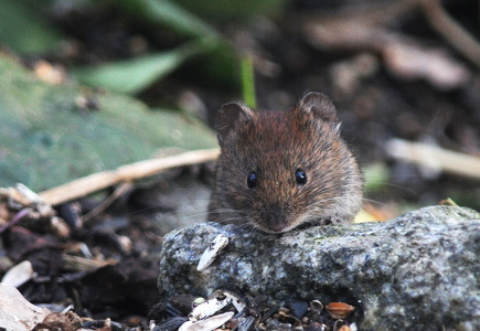 Rødmus (Clethrionomys glareolus)