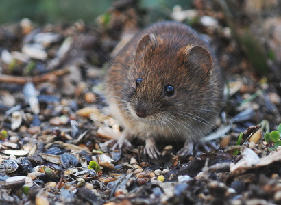 Rødmus (Clethrionomys glareolus)