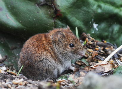 Rødmus  (Clethrionomys glareolus)