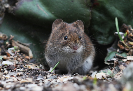 Rødmus (Clethrionomys glareolus)