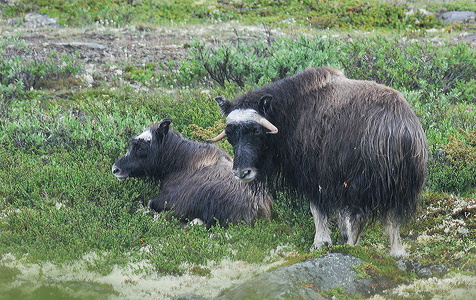 Muskusokse (Ovibos moschatus)