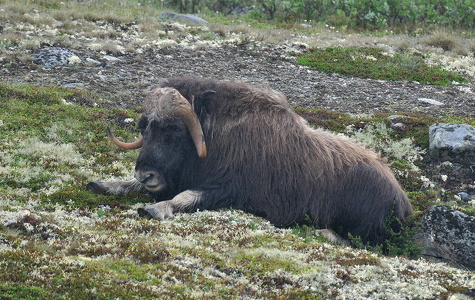 Muskusokse (Ovibos moschatus)