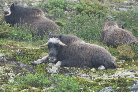 Muskusokse (Ovibos moschatus)