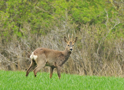 Rådyr (Capreolus capreolus)