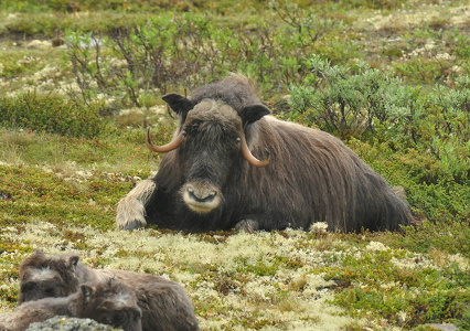 Muskusokse (Ovibos moschatus)