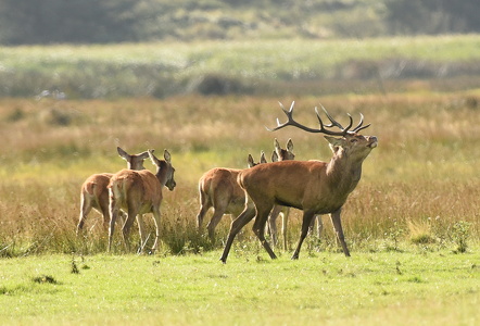 Krondyr (Cervus elaphus)