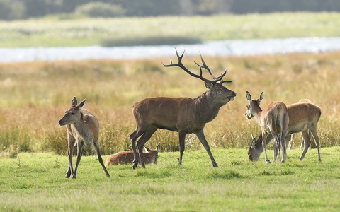 Krondyr (Cervus elaphus)