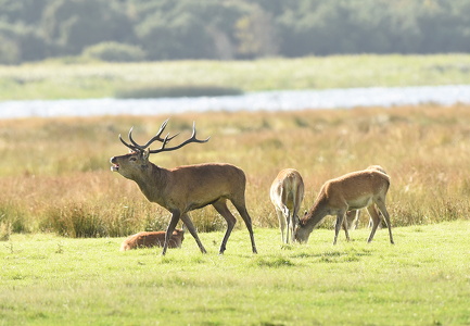Krondyr (Cervus elaphus)