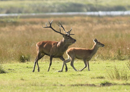 Krondyr (Cervus elaphus)